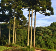 desentupidora sao jose dos pinhais Delegado Rey